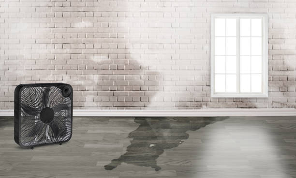 Best Flood damage cleanup  in Laymantown, VA
